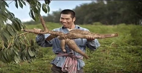 Thai fertilizer commercial