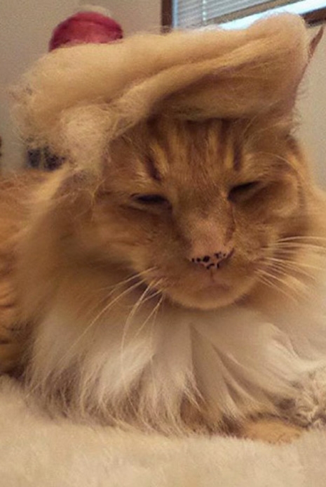 Trump your Cat