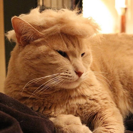 Trump your Cat