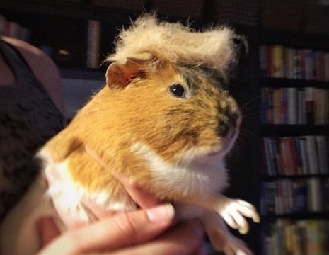 Trump your Cat Guinea Pig