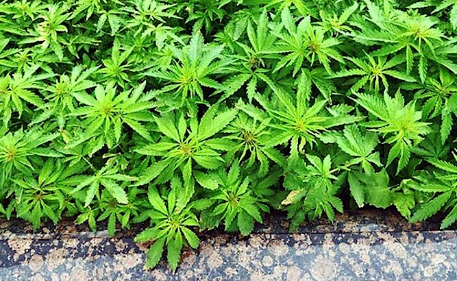 THOUSANDS of pot plants ‘accidentally’ planted on city center flowerbeds