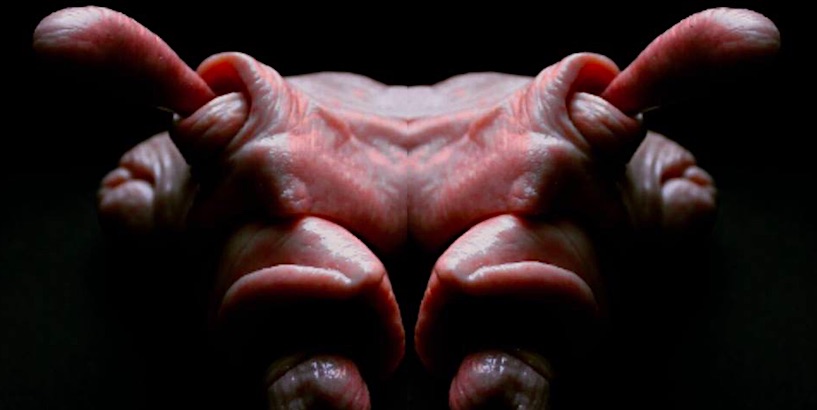 Meat: Strange, disturbing and grotesque sculptures of flesh and bone