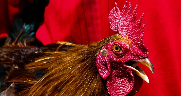 ‘50 Ways to Eat Cock’ is the only rooster cookbook you’ll ever need