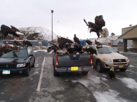 Awesome photo of Bald Eagles flocking around a pickup truck