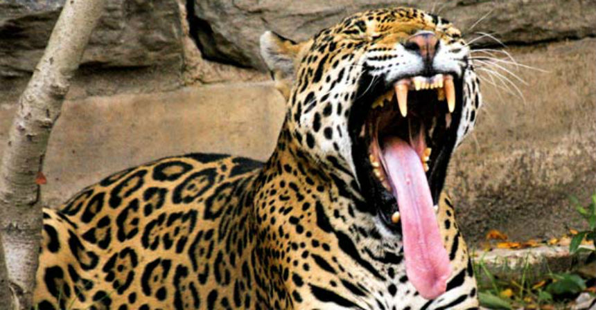 Catnipped: Watch a jaguar tripping balls after eating ayahuasca vines