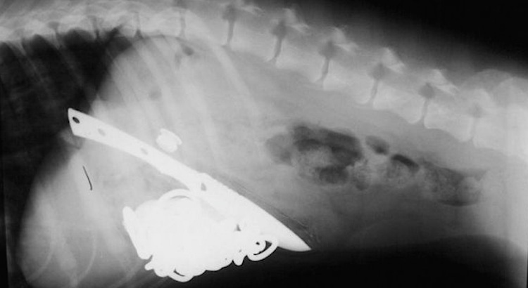 X-rays of all the weird stuff dogs eat