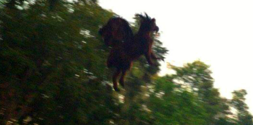 Man says he captured a photo of the infamous ‘Jersey Devil’