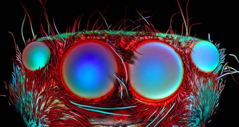 Aliens Among Us: Almost psychedelic microscopic photography of beetles, mites, spiders and moths