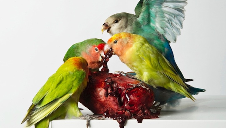 Exquisite Corpses: Polly Morgan’s sculptural taxidermy