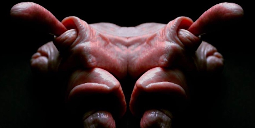 Meat: Strange, disturbing and grotesque sculptures of flesh and bone