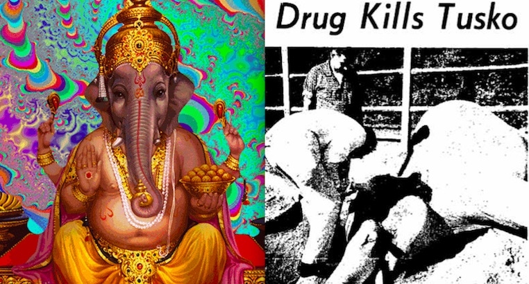 That time two scientists killed an elephant with a massive overdose of LSD because…science