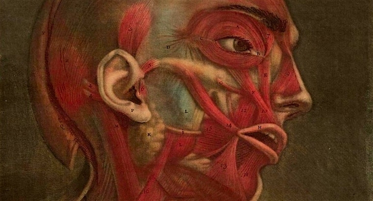 Disturbingly beautiful (almost dirty) images of human anatomy from the 1700s (NSFW)