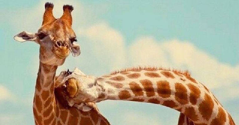 Listen to the sound of giraffes humming to each other in the dark