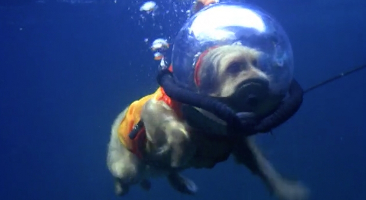 ‘Benji Takes a Dive’: Watch America’s favorite canine become the first dog to scuba dive