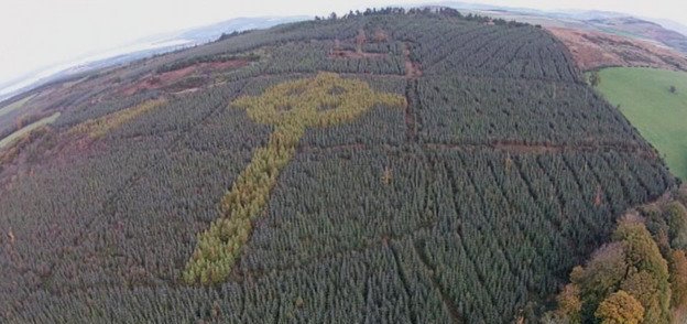 A massive Celtic cross has been secretly growing in an Irish forest