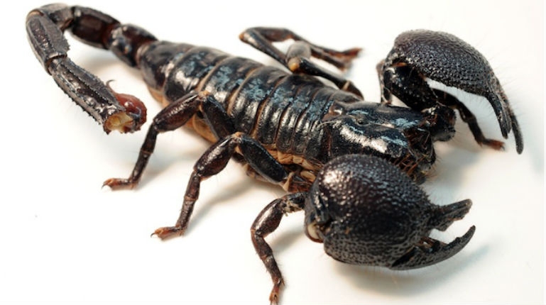 Is smoking dead scorpions to get high, the latest drug craze in Pakistan?