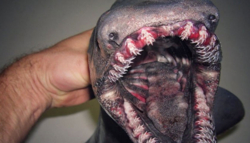 Cthulhu’s Twitter: Deep sea fisherman discovers terrifyingly freaky Lovecraftian entities