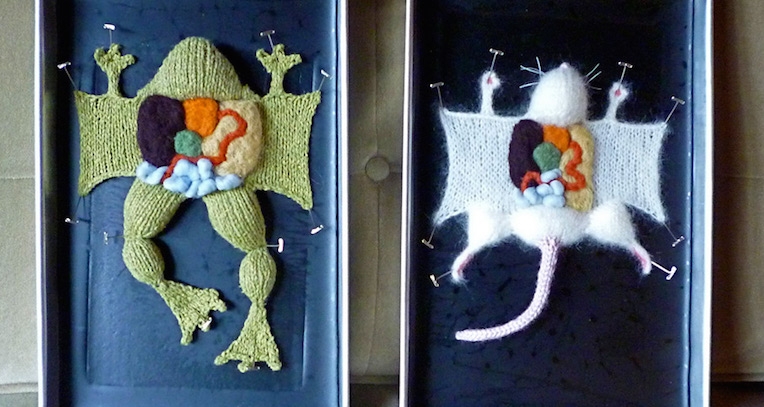 Cuddly and gross knitted dissection specimens