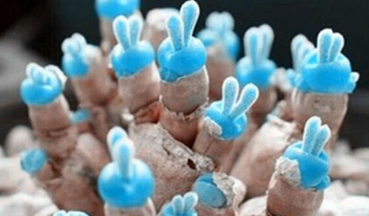 The ‘Bunny Succulent’: Adorable plant that looks like it has bunny ears