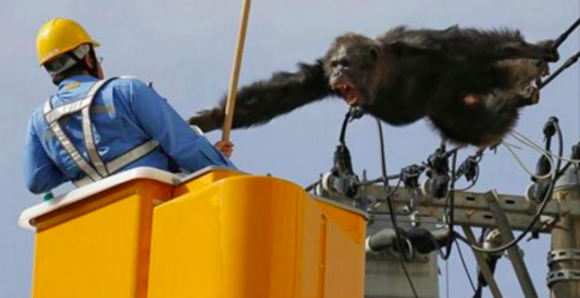 Dramatic footage of escaped chimpanzee