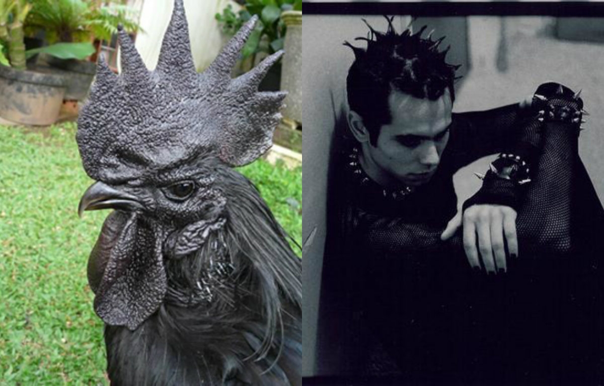 No one really understands the inner pain of the goth chicken