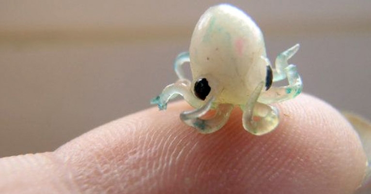 Dangerous Finds: Octopi are ‘Aliens!’; no human head transplants just yet; Google wants to be God