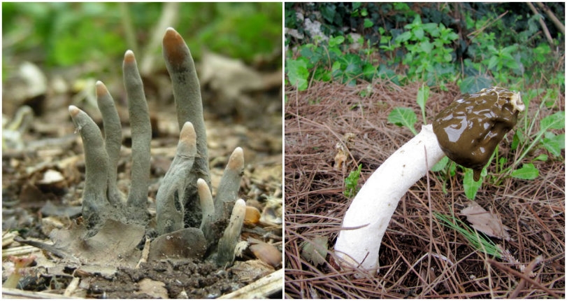 Fungus from HELL: Messed up mushrooms that look like boners, brains & zombie fingers!