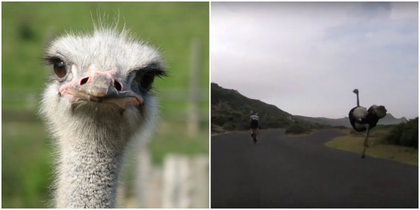 Cyclists chased by a hell-bent ostrich