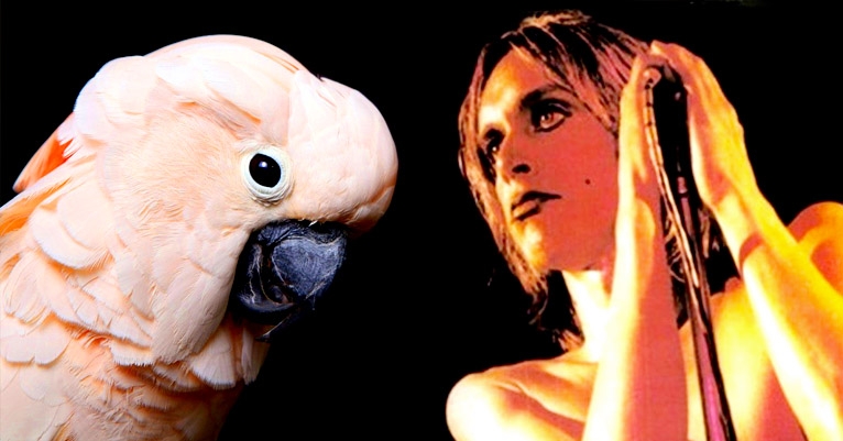 Iggy Pop singing ‘Surfin’ Bird’ to his cockatoo is exactly what the world needs now