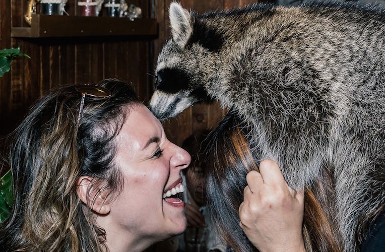 Visit the world’s first ‘raccoon cafe’
