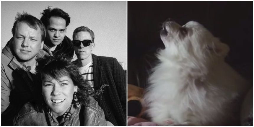 Dogs, cats, goats and other animals cover Pixies’ ‘Where Is My Mind?’