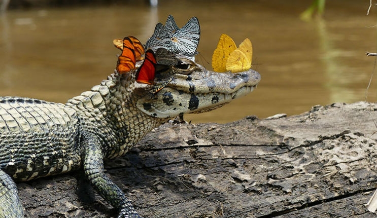 Caiman spotted wearing a crown of butterflies