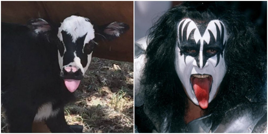 Calf born on July 28 looks exactly like Gene Simmons of KISS