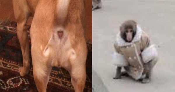 This dog’s butt looks just like the Ikea monkey