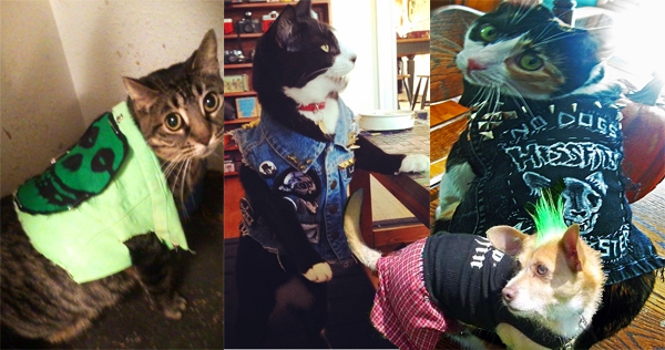 Punk doggies, punk kitties, and their friends the punk rat and the skinhead cat