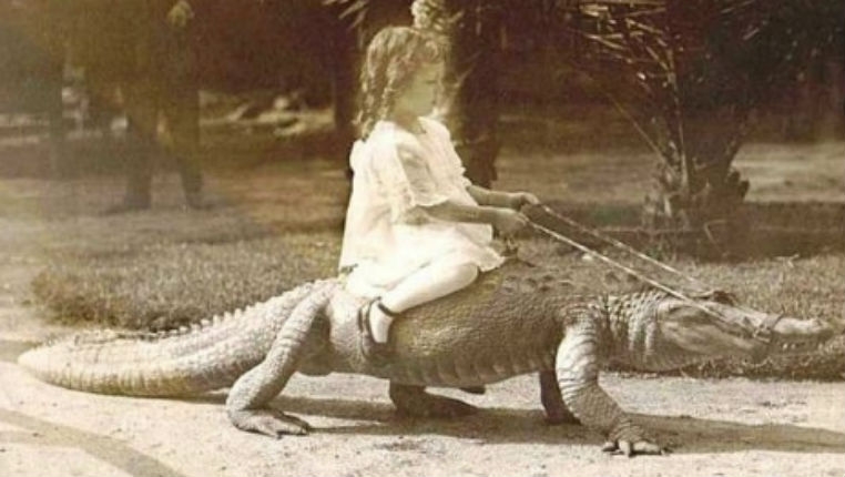 What could possibly go wrong?: Photos of children riding alligators