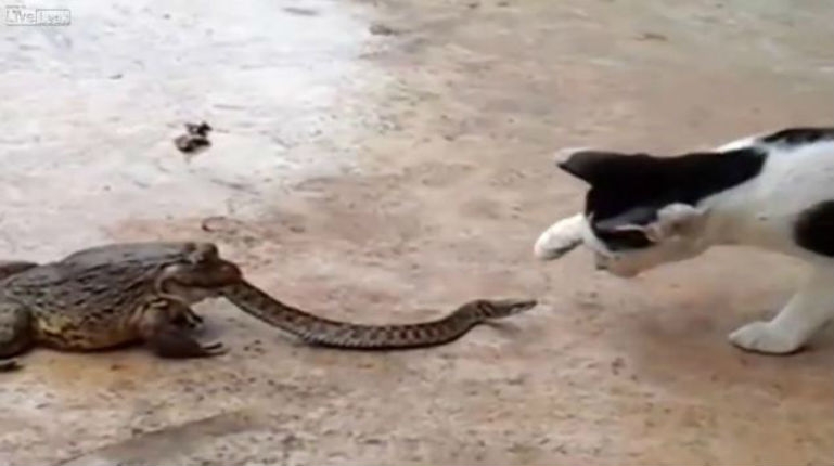 Snake battles befuddled cat while snake is inside toad’s mouth!