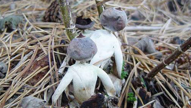 Newly discovered human-shaped mushroom (yep, it’s poisonous!)