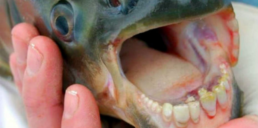 Terrifying testicle-eating fish with HUMAN gums and teeth
