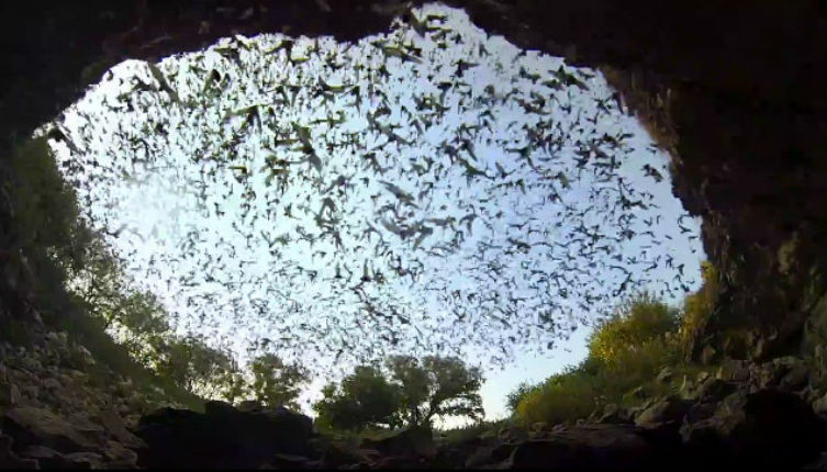 Watch world’s largest bat colony leave cave to hunt at night
