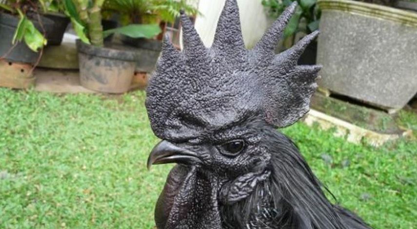 Goths and metalheads, is your heart black enough for the Indonesian Ayam Cemani Chicken?