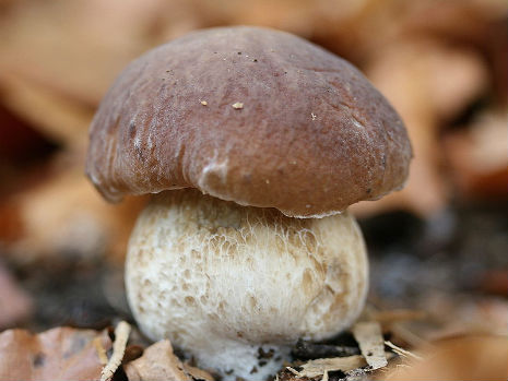 Viagra induces fractal growth in mushrooms