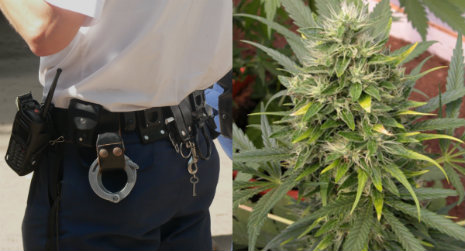 Marijuana farm busted because of cop’s farts