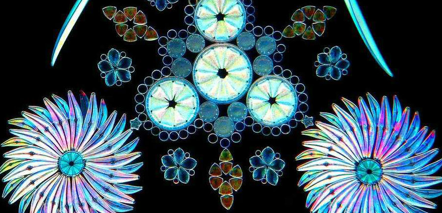 ‘The Diatomist’: Explore the creation of microscopic kaleidoscopic Victorian-era artforms