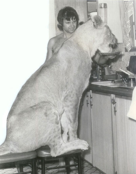 Just a photo of surf rock guitarist Dick Dale feeding his pet lioness