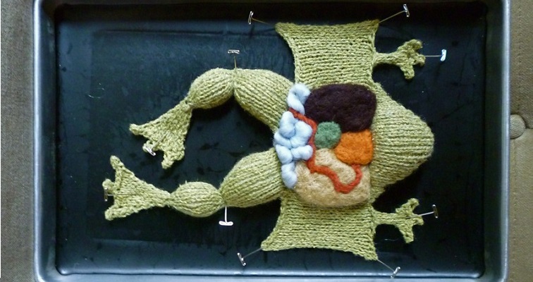 Clean, cute and cruelty-free knitted dissection specimens are cuddly and gross!