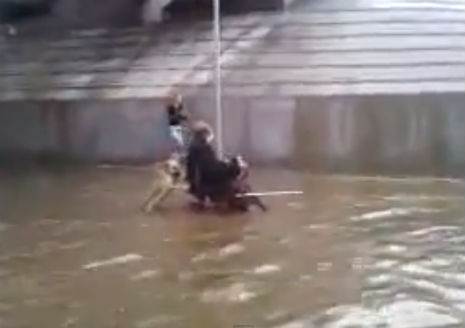 Dog pushes wheelchair-bound man through flooded street