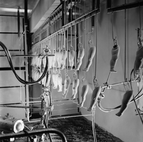 Dangling doll legs in a factory in England, 1951