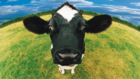 ‘Cows,’ Eddie Izzard’s bizarre unaired sitcom pilot