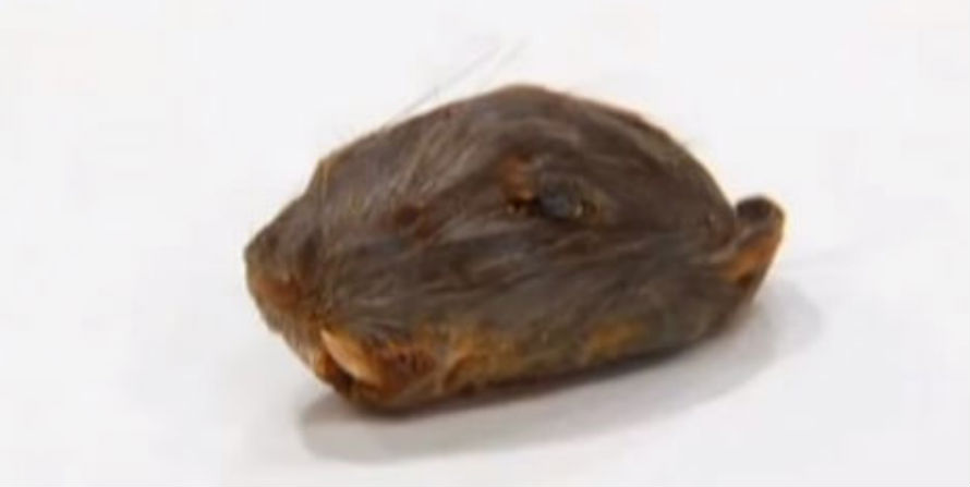 Florida man claims he bit into a ‘snaggletoothed’ rat’s head at popular chain restaurant